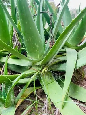 Aloe Vera Plant