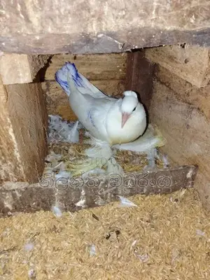 Pigeon