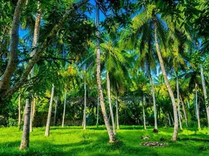 80 Perches Land For Sale in Kuliyapitiya (SSPL-439)