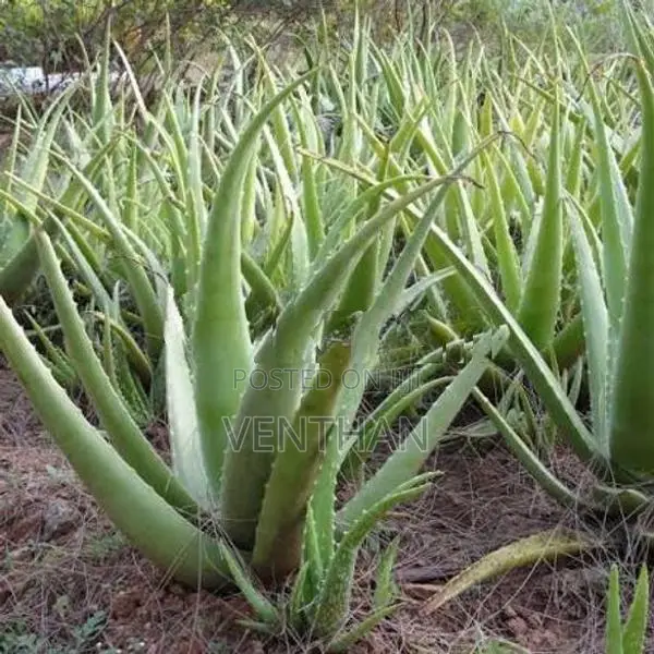 Aloe Vera Plant