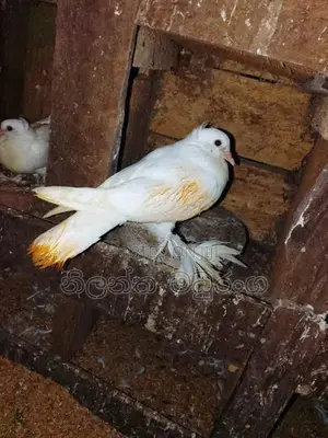 Pigeon