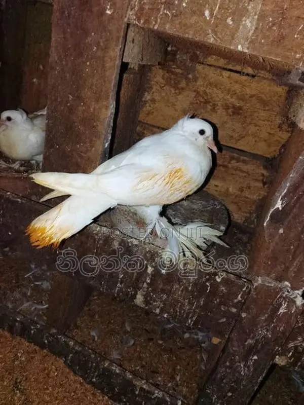 Pigeon