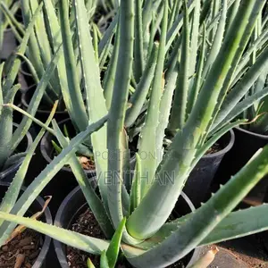 Aloe Vera Plant