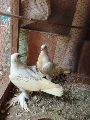 Pigeon