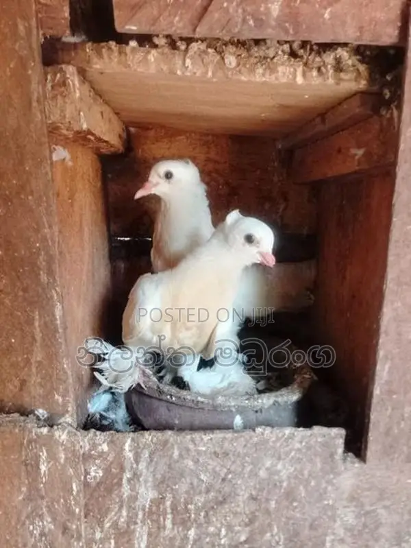 Pigeon