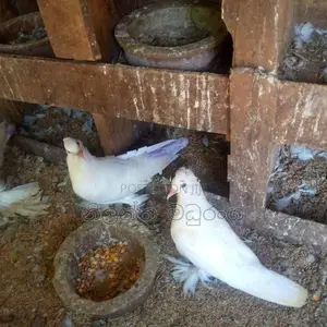 Pigeon