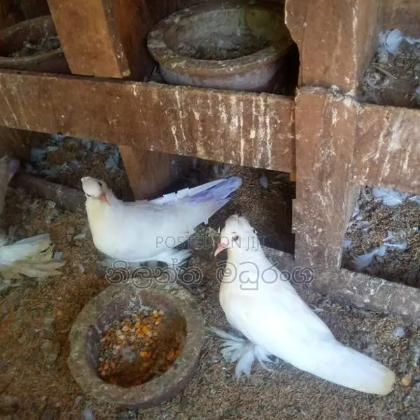 Pigeon