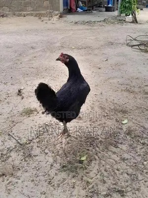 முட்டையிடும் கோழி
