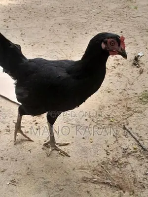 முட்டையிடும் கோழி