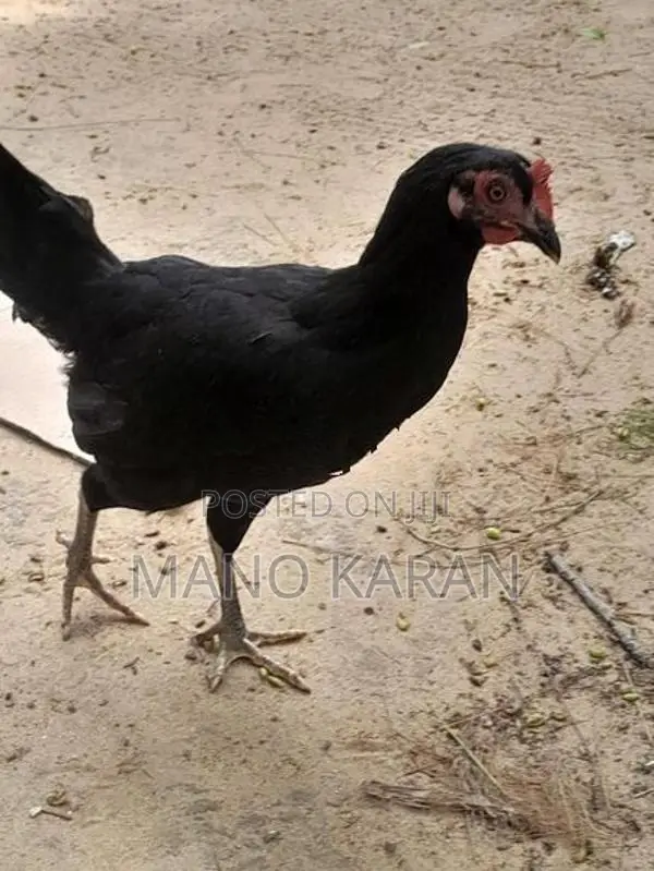 முட்டையிடும் கோழி