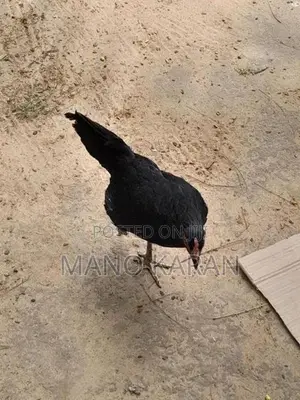 முட்டையிடும் கோழி