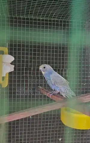Rainbow Love Birds