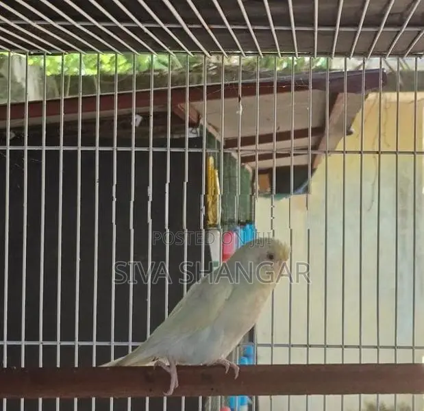 Rainbow Love Birds