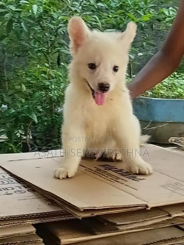 Japanese Spirit Dog