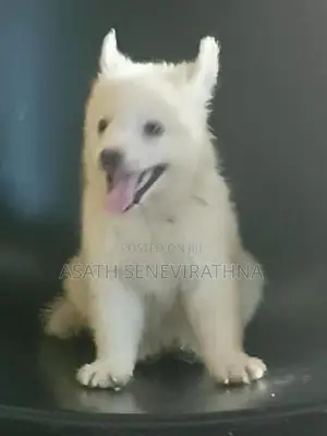 Japanese Spirit Dog