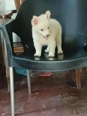 Japanese Spirit Dog