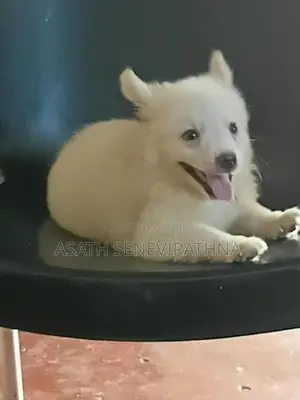 Japanese Spirit Dog