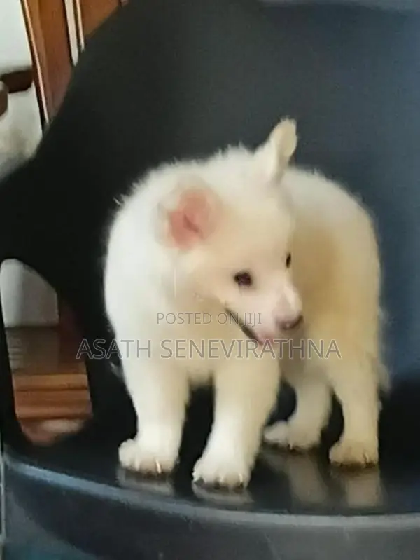 Japanese Spirit Dog