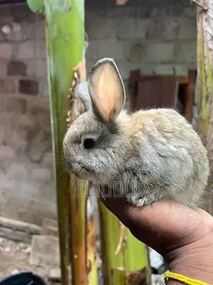 Rabbits