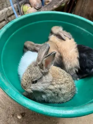 Rabbits