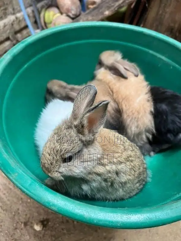 Rabbits