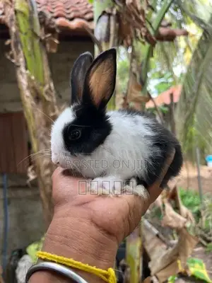 Rabbits