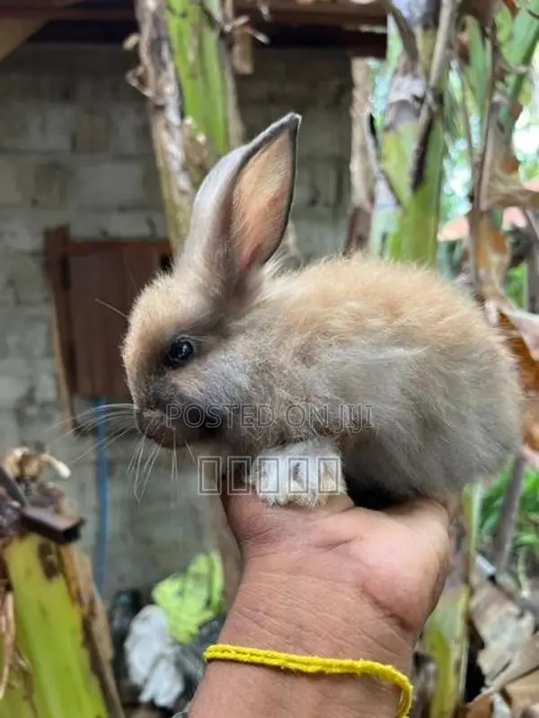 Rabbits