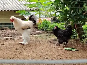 Brahma Rooster