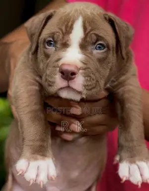 American Bully XL Puppies