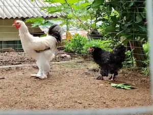 Brahma Rooster