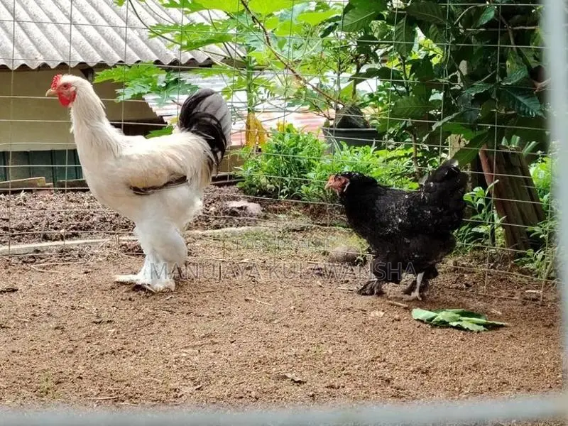 Brahma Rooster