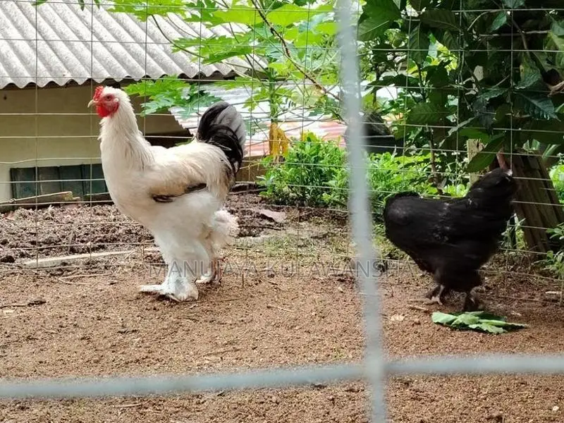 Brahma Rooster