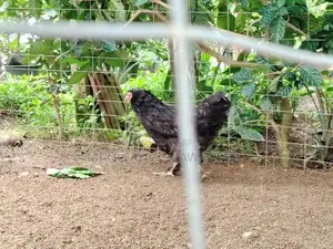 Brahma Rooster