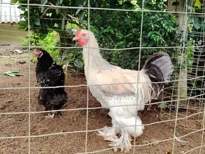 Brahma Rooster