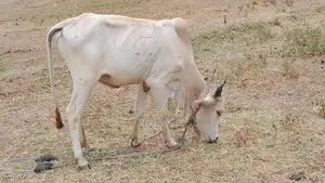 Farm Cow
