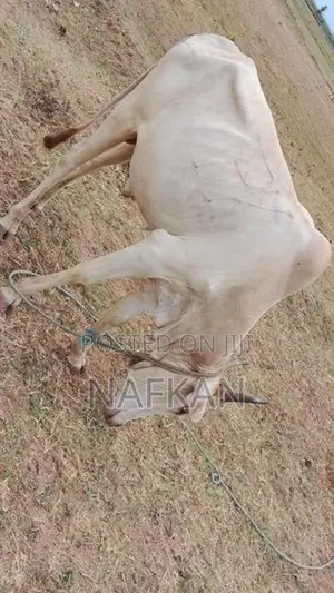 Farm Cow