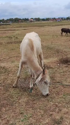 Farm Cow