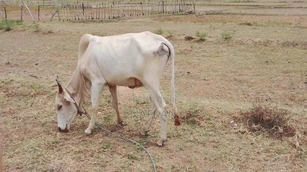 Farm Cow