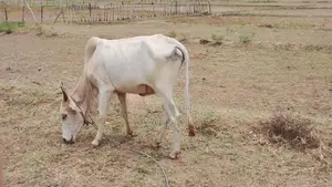Farm Cow