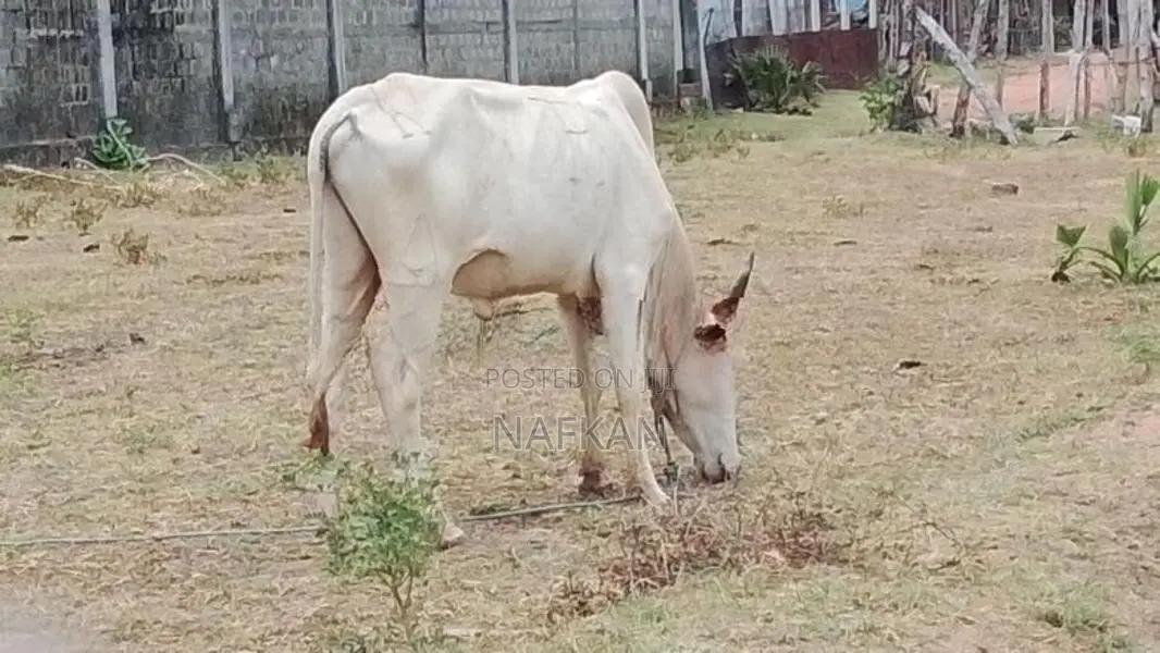 Farm Cow