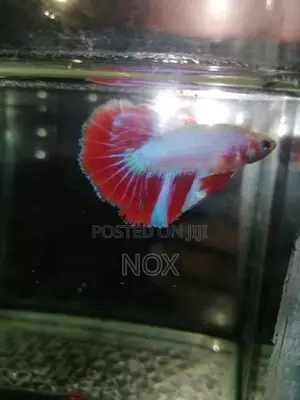 Fighters Fish