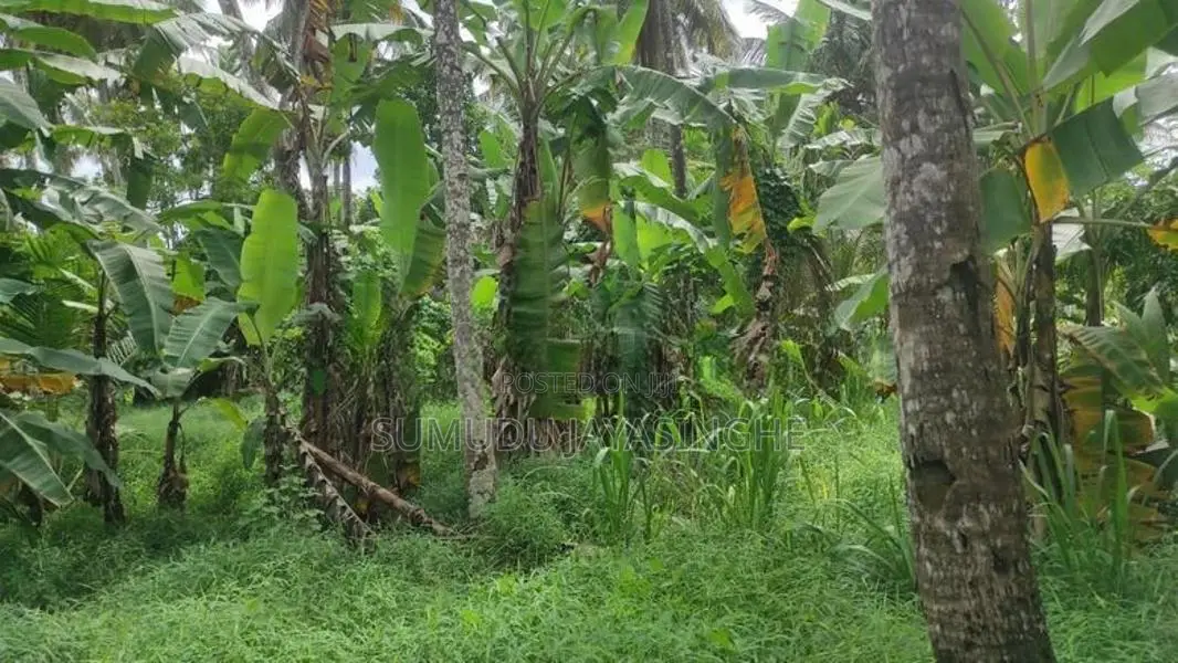 කඩවතින් වාණිජමය වටිනාකමින් යුතු හිස් ඉඩමක් කුලියට දීමට ඇත
