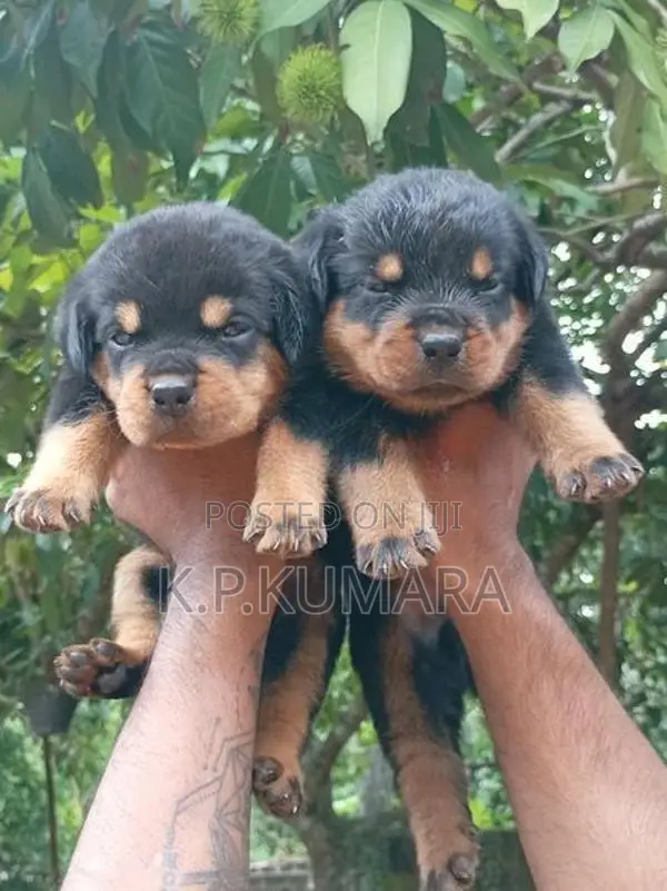 Rottweiler Puppies