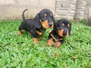 Dachshund Puppies