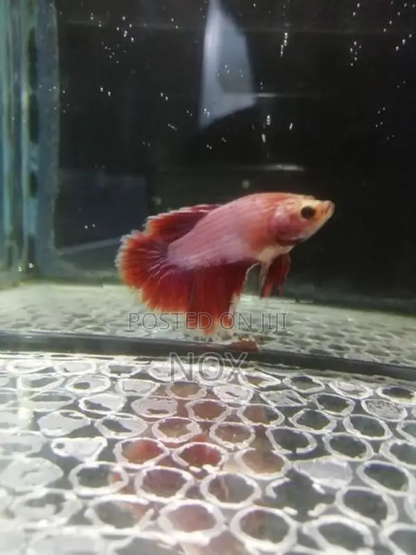 Fighters Fish