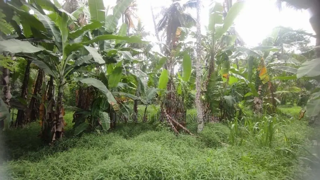 කඩවතින් වාණිජමය වටිනාකමින් යුතු හිස් ඉඩමක් කුලියට දීමට ඇත