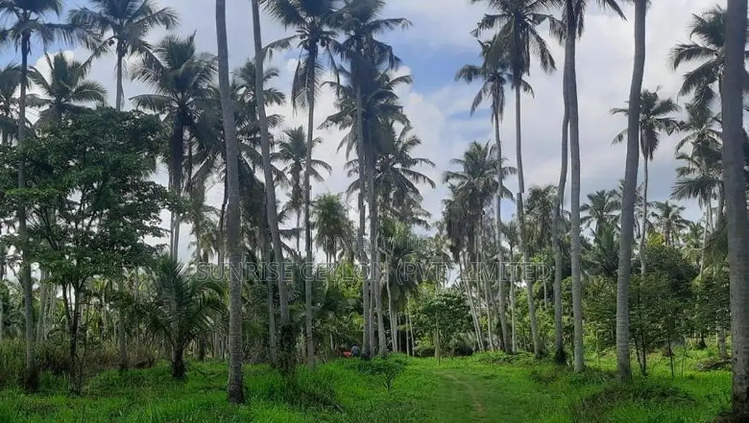 Land for Sale in Kuliyapitiya