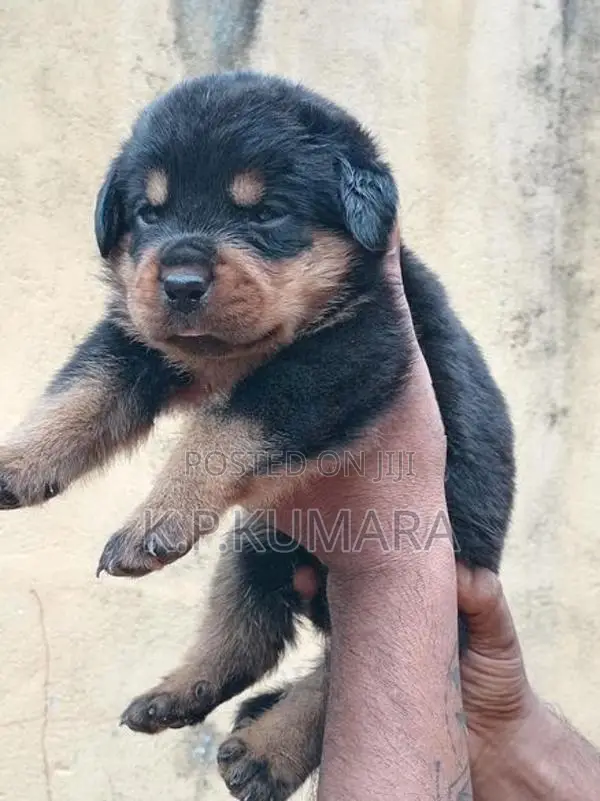 Rottweiler Puppies