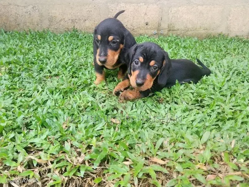 Dachshund Puppies