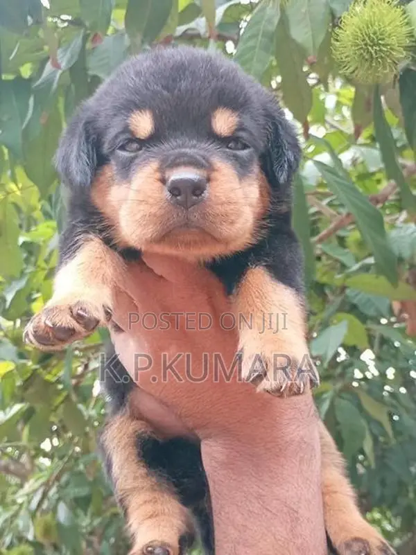 Rottweiler Puppies